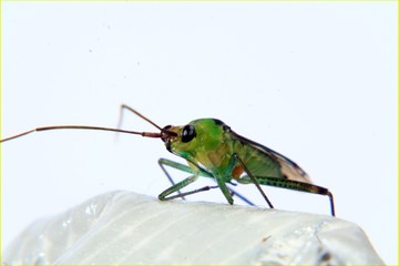 green fly