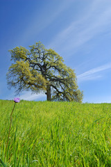 Fototapeta na wymiar oak tree in spring