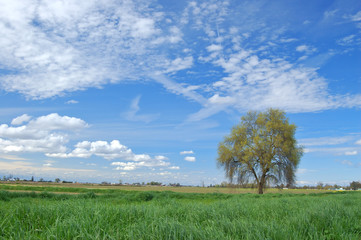 Fototapeta na wymiar springtime landscape
