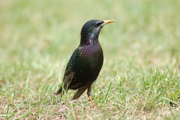  starling