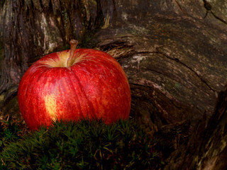 apfel - holzstamm