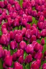 purple tulip background