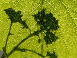 shadow of the flower
