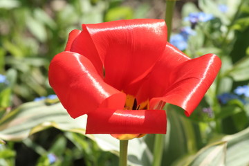 red tulip