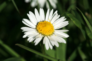 Fototapeta premium daisies