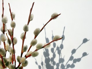 willow spring catkins © Maria Brzostowska