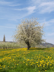 kirschblüte