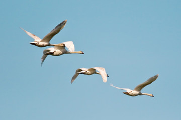 Obraz premium vol d'oiseaux