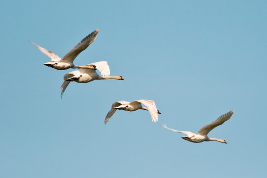 vol d'oiseaux