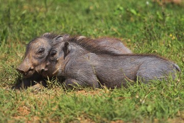 juvenile warthog