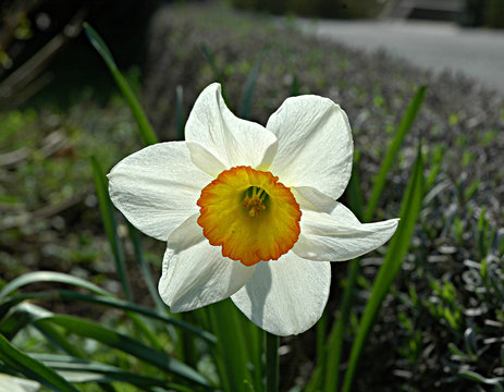 narzisse