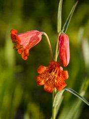 bolanders lily - oregon wildflowers