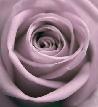 Fototapeta pastel rose