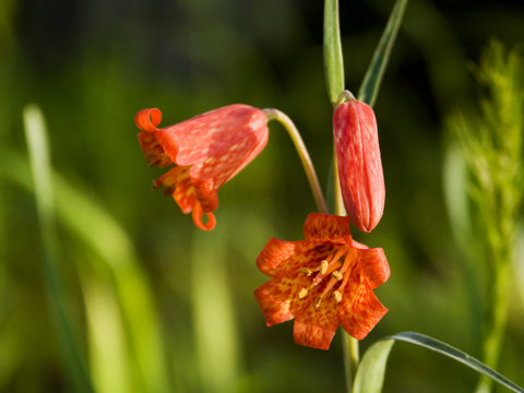 Bolanders Lily - Oregon Wildflowers