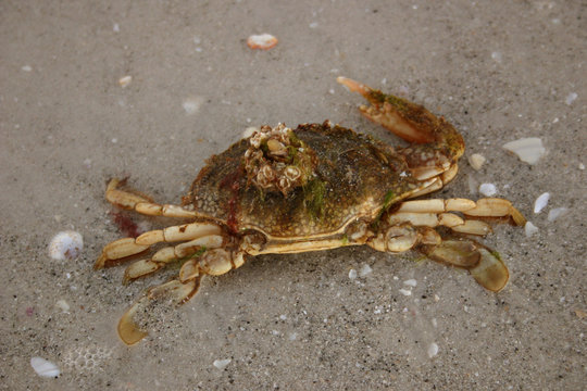 crabby no more