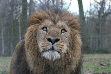 Fototapeta na wymiar lion (panthera leo)