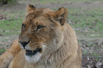 lion (panthera leo)