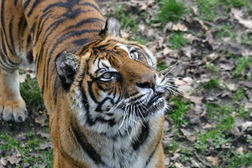 Fototapeta na wymiar tigre de sibérie (panthera tigris altaica)