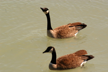 geese