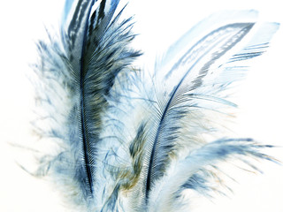 dream of feather #1