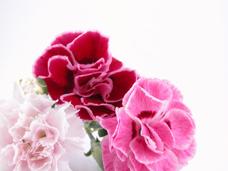 colorful carnations