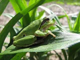 frog on the sun