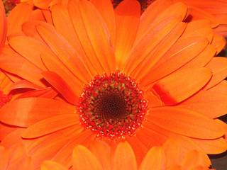 gerbera orange