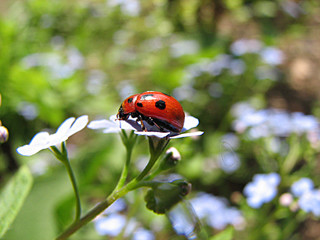 ladybug on blue flowers