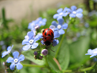 ladybug on blue flowers