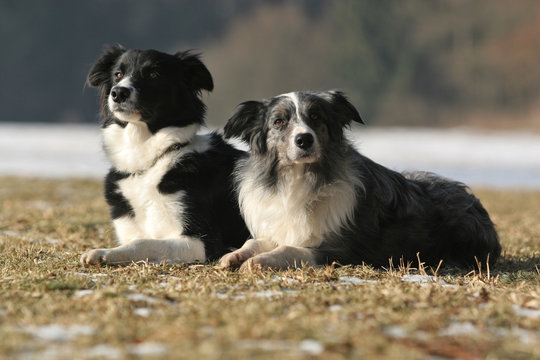 2 Border Collies