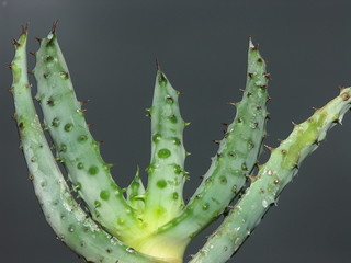 Naklejka premium cactus aloe
