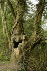 Fototapeta na wymiar arbre creux