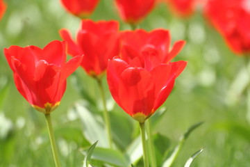 tulpen