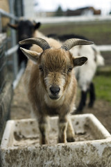 Fototapeta premium chevreau