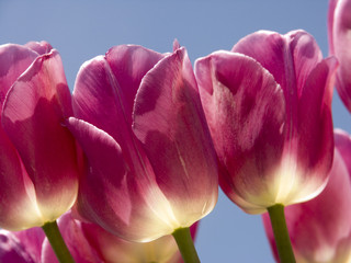 pink tulips closeup