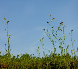 Obraz premium blue sky with tall wild flowers in foreground