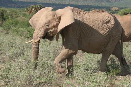 &eacute;l&eacute;phant bougeant les oreilles