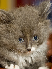 pussycat