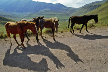 Fototapeta na wymiar four horses on road