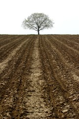 tree and farmland