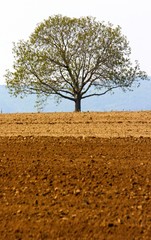 Obraz premium tree and farmland
