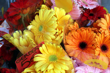 flor gerbera