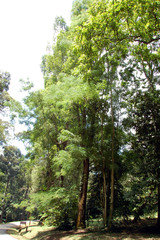 Fototapeta premium forest12