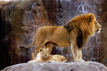 animal - lion d& 39 Afrique (Panthera leo krugeri)