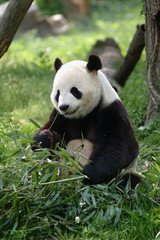 grote panda
