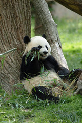 ours panda géant