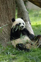 Peel and stick wall murals Panda giant panda bear