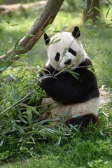 Fotobehang Panda reuzenpandabeer