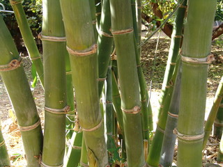 Obraz premium bambus