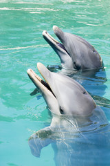 Obraz premium two dolphins playing